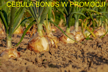 Cebula Bonus F1 Najwcześniejsza do przetwórstwa