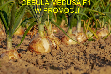 Cebula Medusa F1 Wyrównanie i duży plon